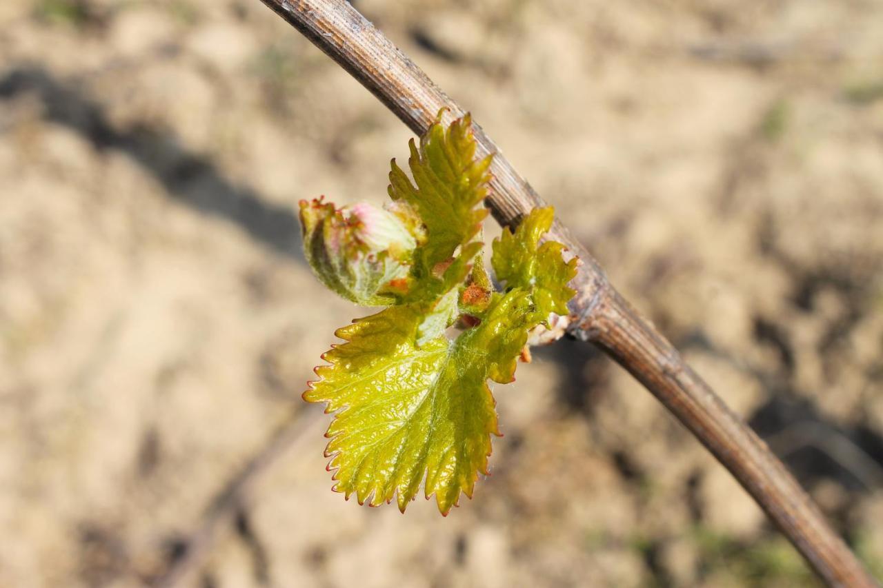Domaine Joseph Lafarge Wine Resort Oeno-Tonneaux Experience Lugny Exterior foto