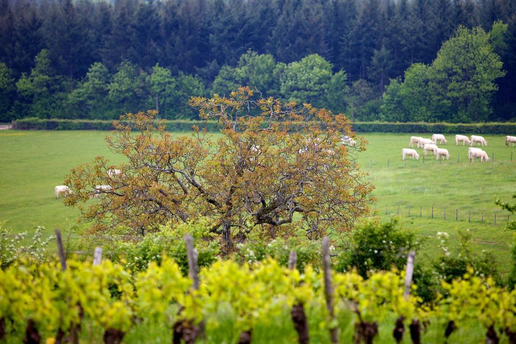 Domaine Joseph Lafarge Wine Resort Oeno-Tonneaux Experience Lugny Exterior foto